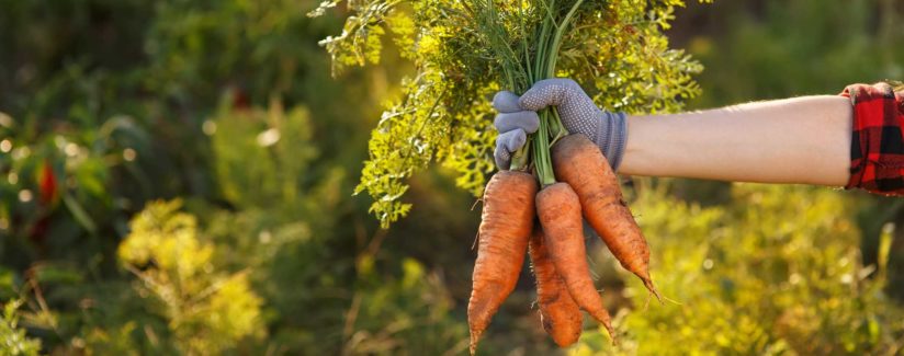 hand holding carrots pulled from soil