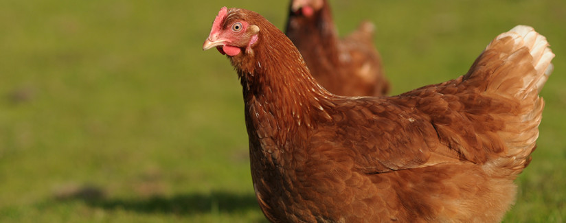 hen housing egg production