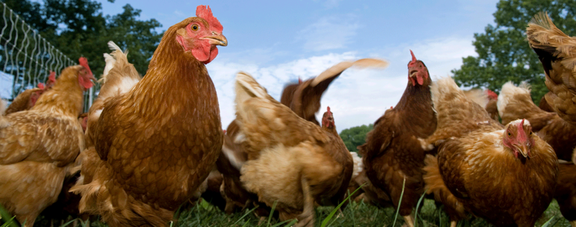 Best-Food-Facts-Farm-Raised-Chickens
